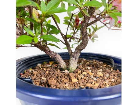 Bonsái de Azalea de 40 cm | Maceta redondo de plástico azul
