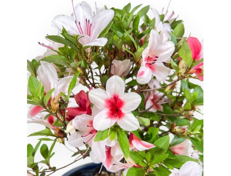 Bonsái de Azalea de 40 cm | Maceta redondo de plástico azul