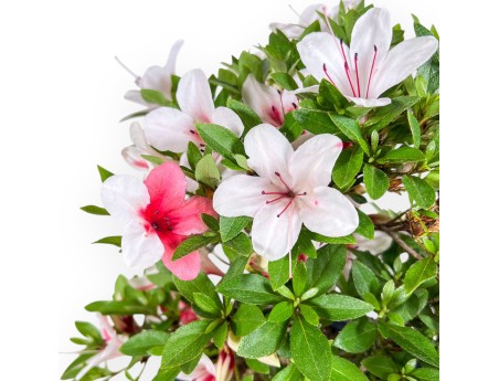 Bonsái de Azalea de 40 cm | Maceta redondo de plástico azul
