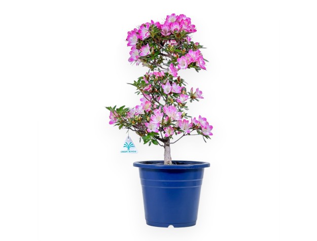 Bonsai von Azalee von 53 cm | Rund blau Kunststoff topf