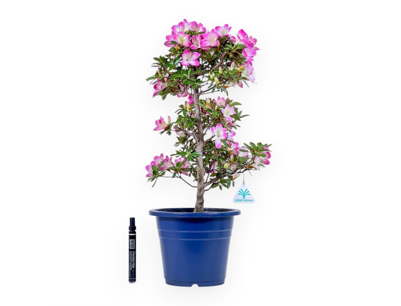 Bonsai von Azalee von 53 cm | Rund blau Kunststoff topf