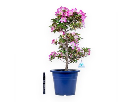 Bonsai di Azalea da 53 cm | Vaso tondo in plastica blu