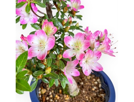 Bonsai di Azalea da 53 cm | Vaso tondo in plastica blu