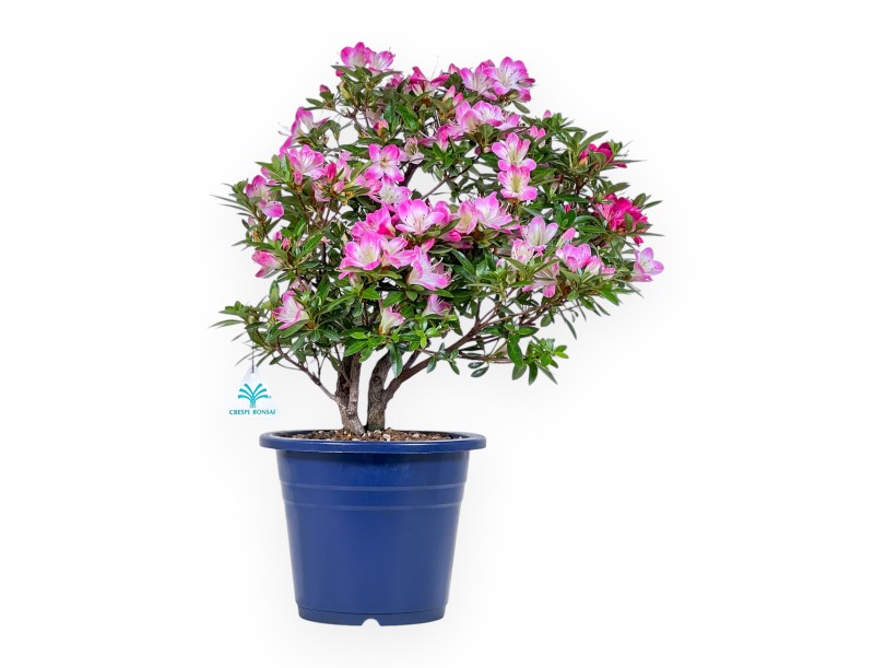 Bonsai van Azalea van 48 cm | Rond blauw plastic pot