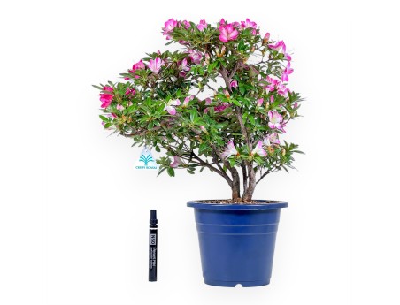 Bonsai van Azalea van 48 cm | Rond blauw plastic pot