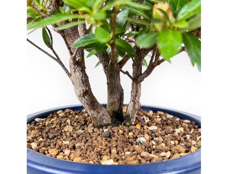 Bonsai van Azalea van 48 cm | Rond blauw plastic pot