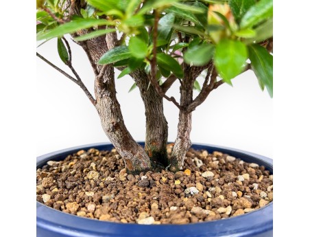 Bonsaï de azalée de 48 cm | Pot rond en plastique bleu