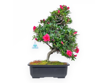 Bonsai von Azalee von 48 cm | Rechteckig braun Plastiktopf