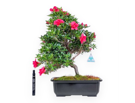 Bonsai von Azalee von 48 cm | Rechteckig braun Plastiktopf