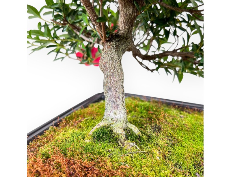 Bonsai di Azalea da 48 cm | Vaso rettangolare in plastica marrone