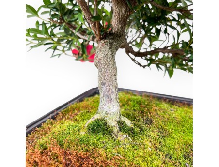 Bonsai von Azalee von 48 cm | Rechteckig braun Plastiktopf
