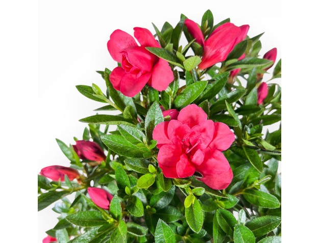 Bonsai di Azalea da 48 cm | Vaso rettangolare in plastica marrone 2