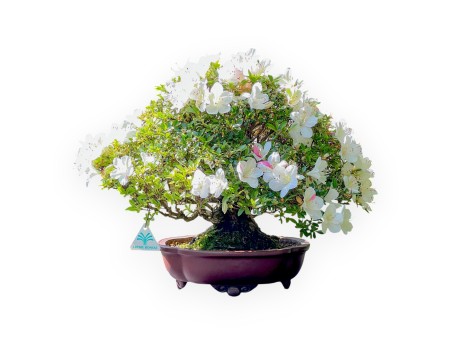 Bonsái de Azalea de 40 cm | Maceta nube de gres