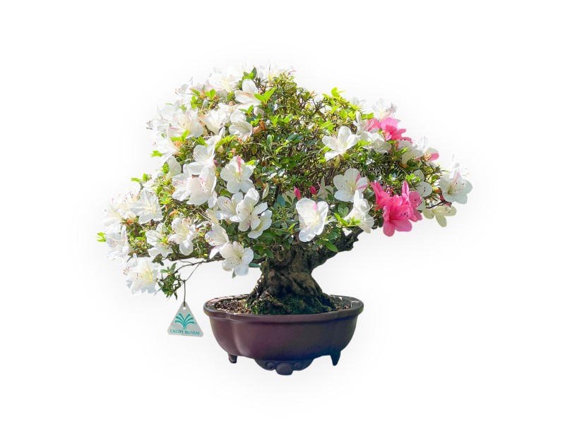 Bonsaï de Azalea de 40 cm | Pot à nuage en grès