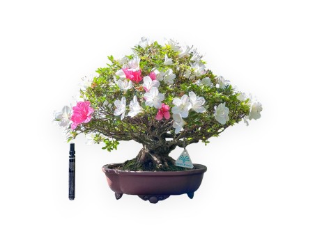 Bonsái de Azalea de 40 cm | Maceta nube de gres