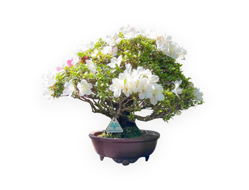 Bonsaï de Azalea de 40 cm | Pot à nuage en grès