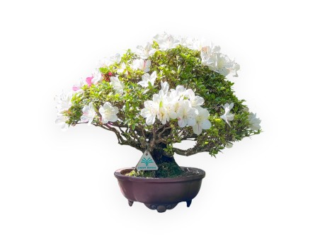 Bonsaï de Azalea de 40 cm | Pot à nuage en grès
