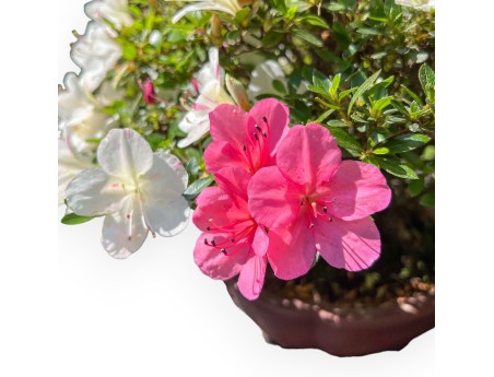 Bonsái de Azalea de 40 cm | Maceta nube de gres