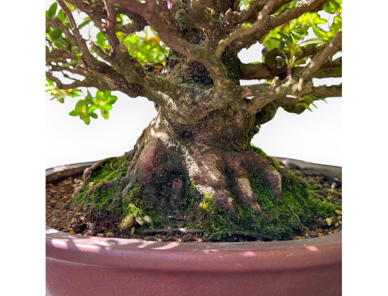 Bonsaï de Azalea de 40 cm | Pot à nuage en grès