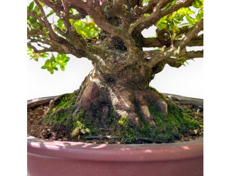 Bonsaï de Azalea de 40 cm | Pot à nuage en grès