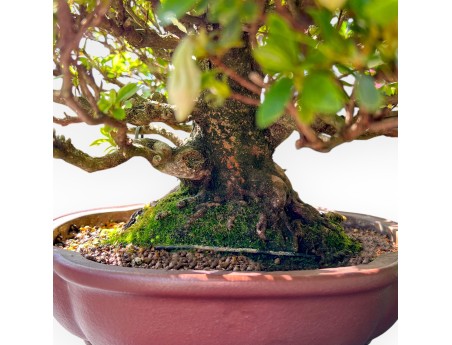 Bonsaï de Azalea de 40 cm | Pot à nuage en grès