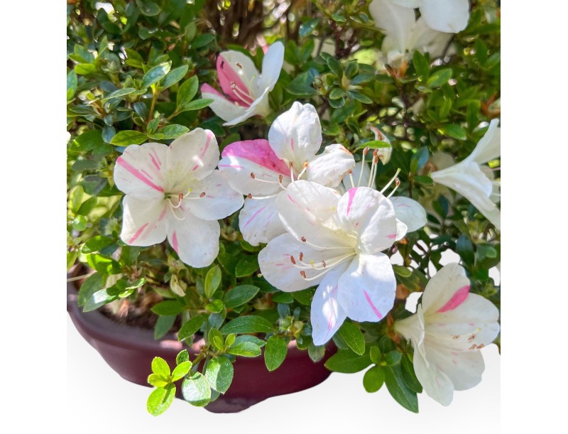 Bonsái de Azalea de 40 cm | Maceta nube de gres