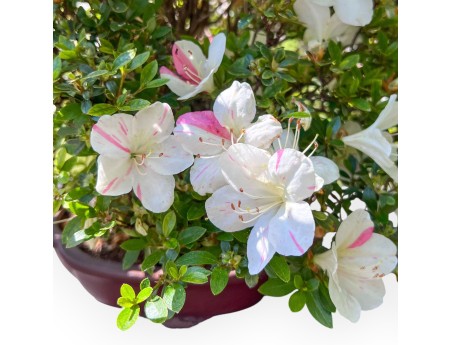 Bonsaï de Azalea de 40 cm | Pot à nuage en grès