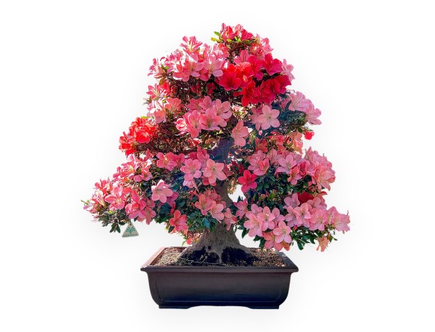 Bonsai von Azalee von 85 cm | Rechteckiger Steingut Topf