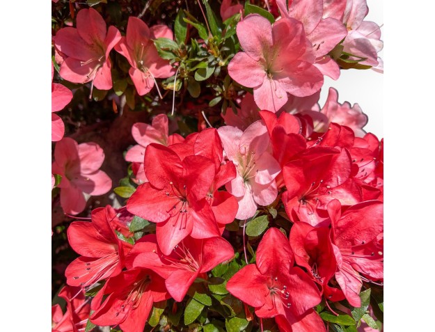Bonsái de Azalea de 85 cm | Maceta rectangular de gres 2