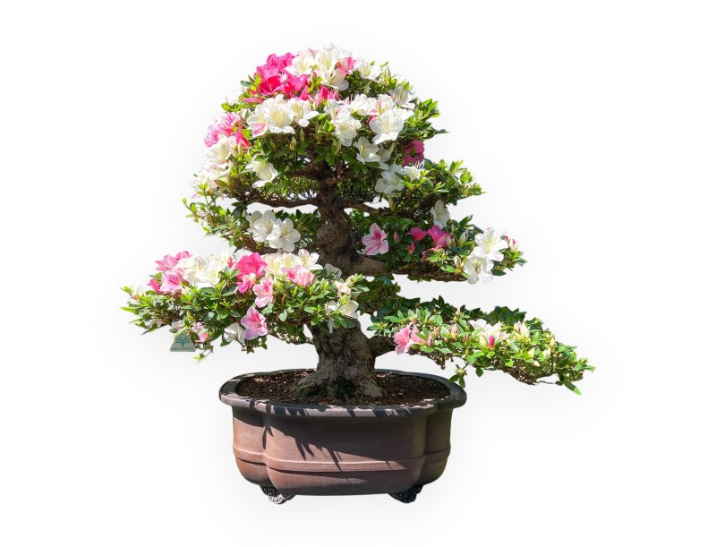 Bonsaï de Azalea de 95 cm | Pot à nuage en grès