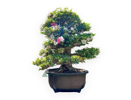 Bonsái de Azalea de 95 cm | Maceta nube de gres