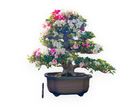 Bonsaï de Azalea de 95 cm | Pot à nuage en grès