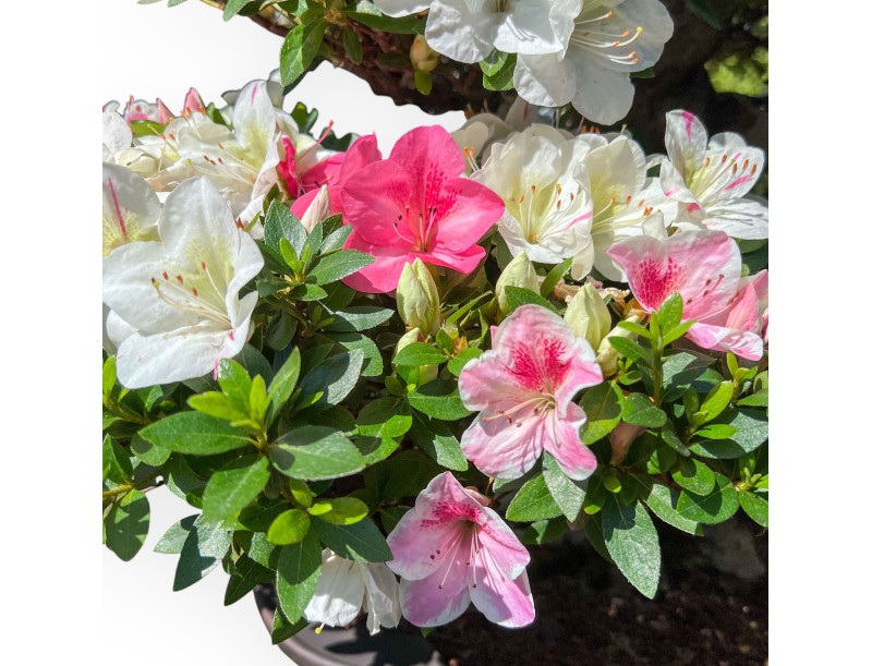 Bonsaï de Azalea de 95 cm | Pot à nuage en grès