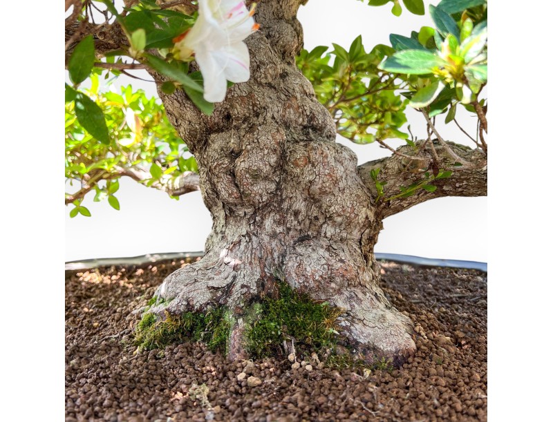 Bonsái de Azalea de 95 cm | Maceta nube de gres