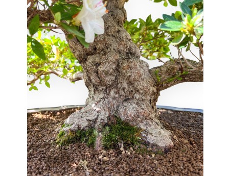 Bonsái de Azalea de 95 cm | Maceta nube de gres