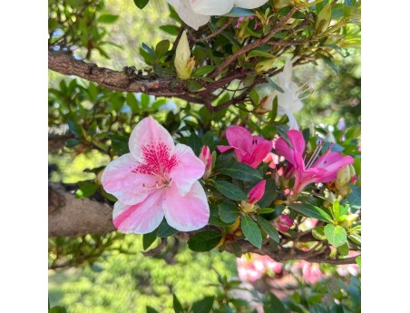 Bonsái de Azalea de 95 cm | Maceta nube de gres
