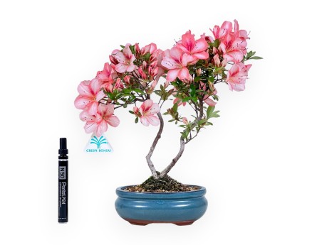 Bonsai van Azalea van 30 cm | Ovaal turquoise pot
