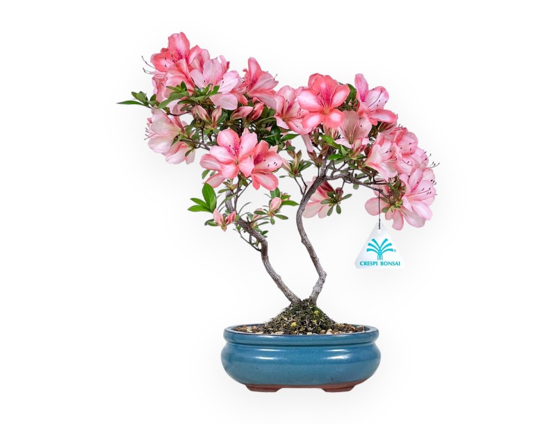 Bonsai van Azalea van 30 cm | Ovaal turquoise pot