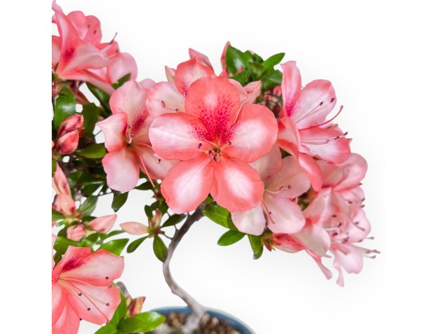 Bonsai van Azalea van 30 cm | Ovaal turquoise pot 2