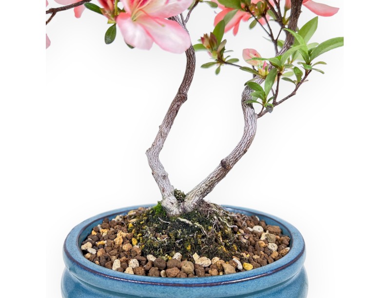 Bonsai van Azalea van 30 cm | Ovaal turquoise pot