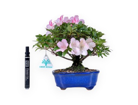 Bonsái de Azalea de 23 cm | Maceta nube azul