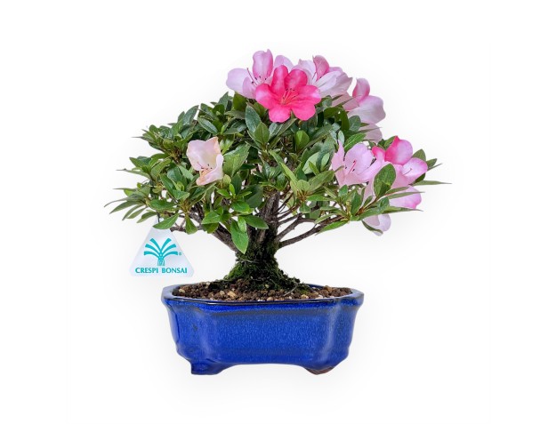 Bonsái de Azalea de 23 cm | Maceta nube azul