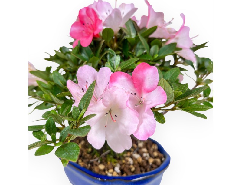 Bonsai von Azalee von 23 cm | Wolke blau Topf