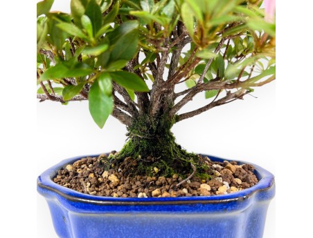 Bonsái de Azalea de 23 cm | Maceta nube azul