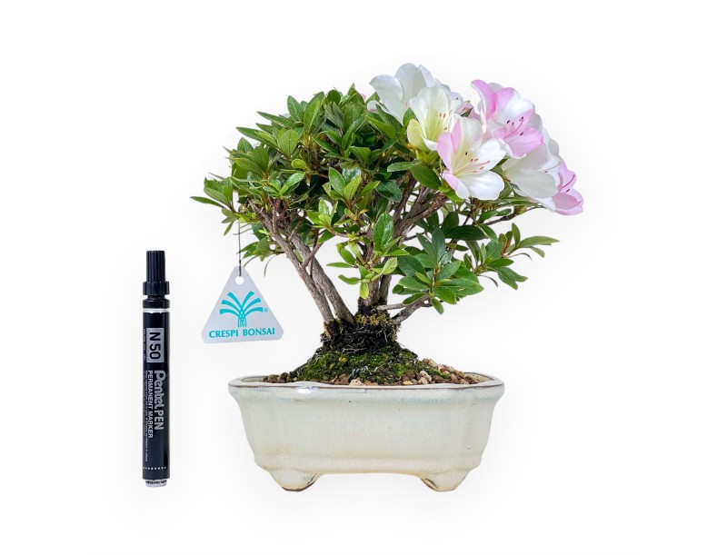 Bonsai von Azalee von 24 cm | Wolke creme Topf