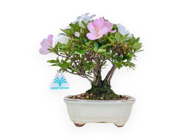 Bonsai van Azalea van 24 cm | Wolk crème pot