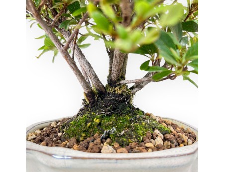 Bonsai van Azalea van 24 cm | Wolk crème pot