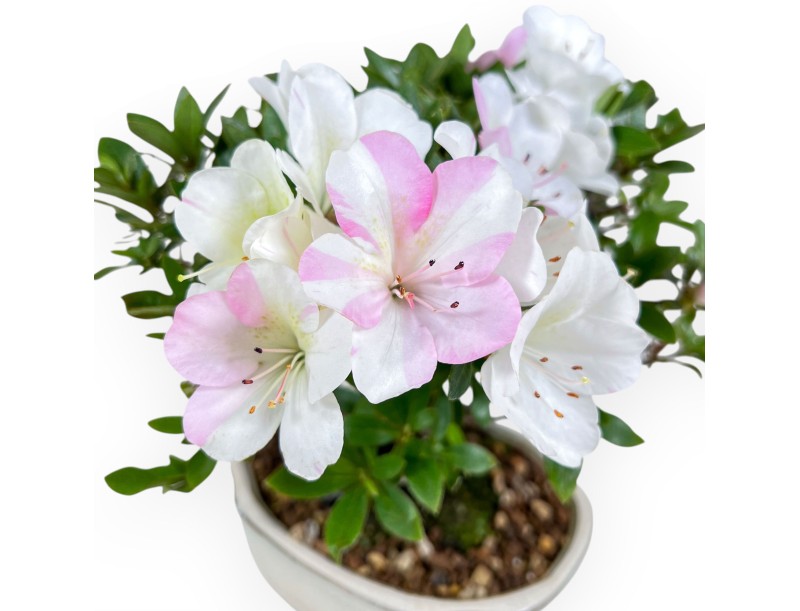Bonsai van Azalea van 24 cm | Wolk crème pot