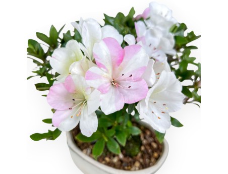 Bonsai van Azalea van 24 cm | Wolk crème pot