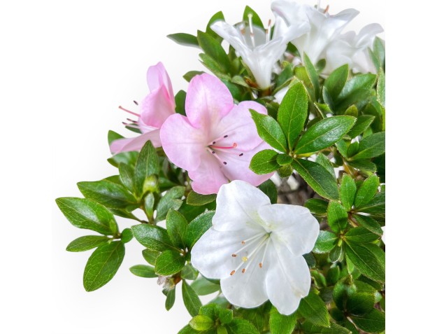 Bonsai van Azalea van 24 cm | Wolk crème pot 2